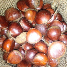 Chinese Fresh Chestnut Easy to Peel